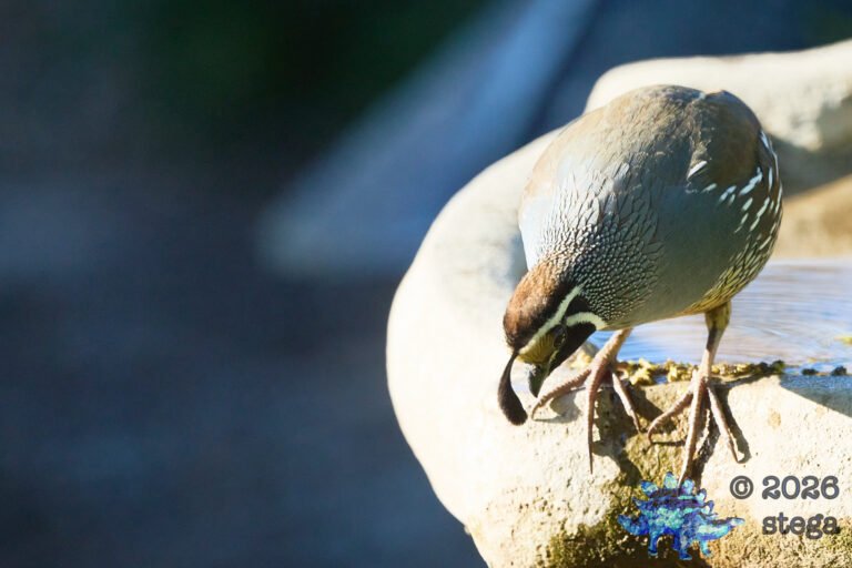 California Quail