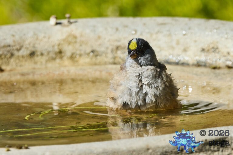 Gold-Crowned Sparrow