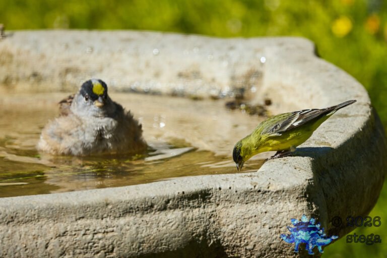 Gold-Crowned Sparrow, Lesser Goldfinch
