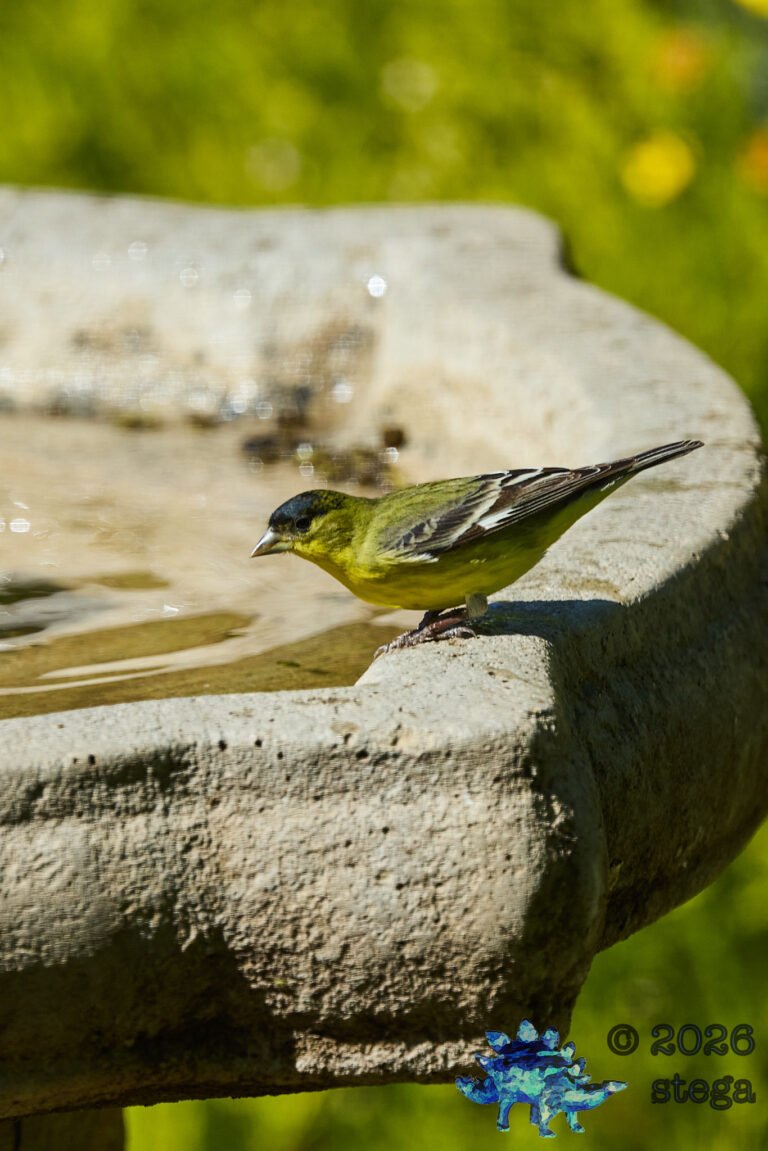 Lesser Goldfinch