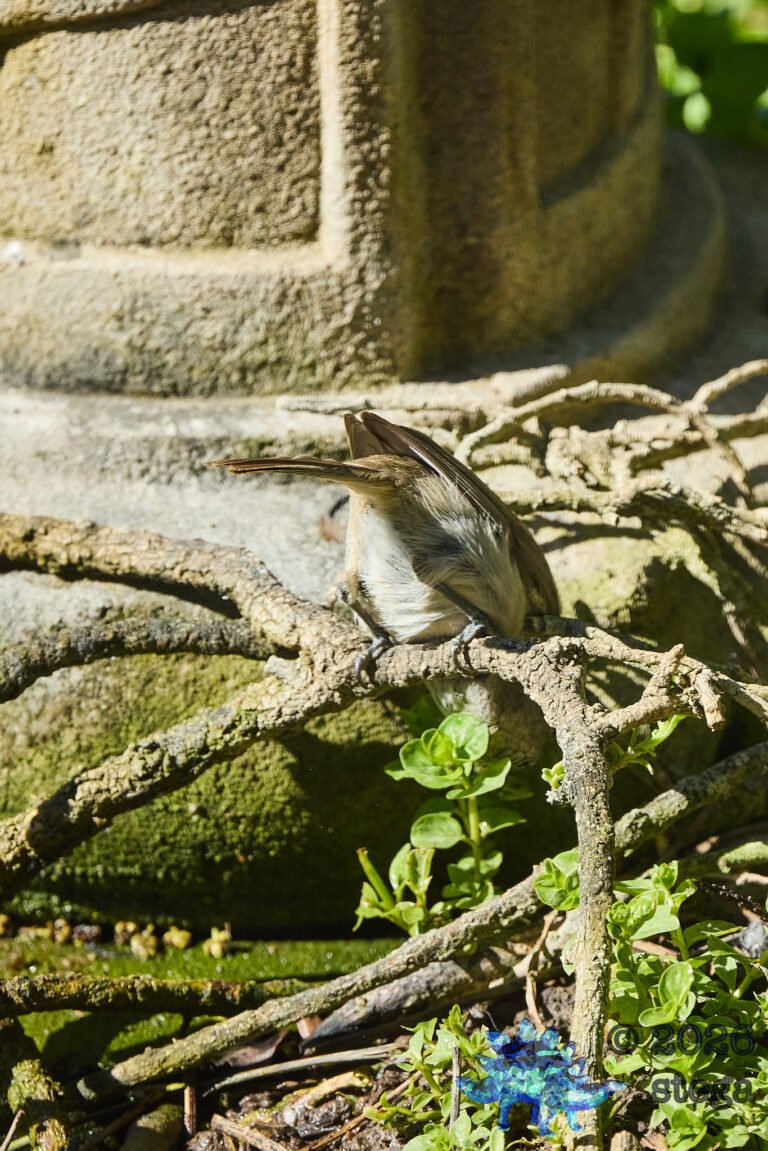 Oak Titmouse