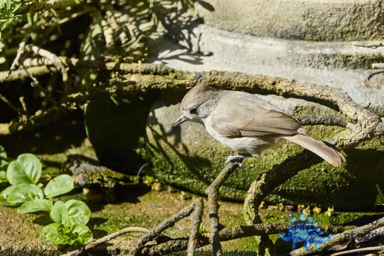 Oak Titmouse
