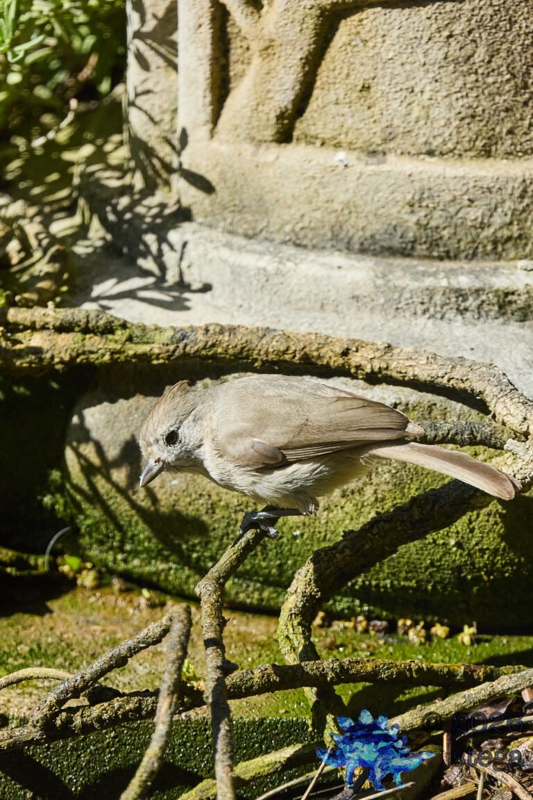Oak Titmouse