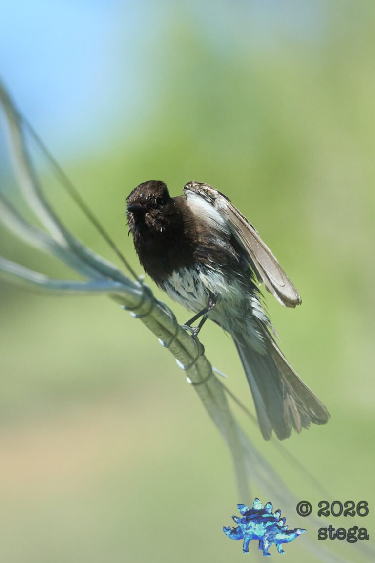 Black Phoebe