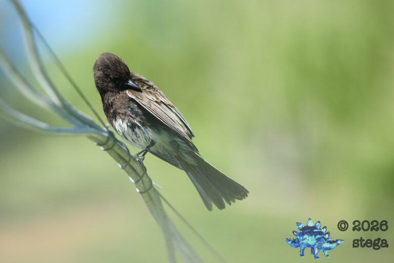 Black Phoebe