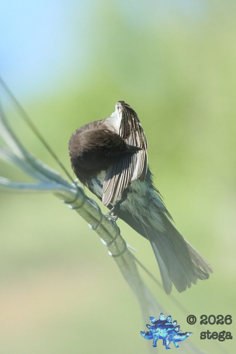 Black Phoebe