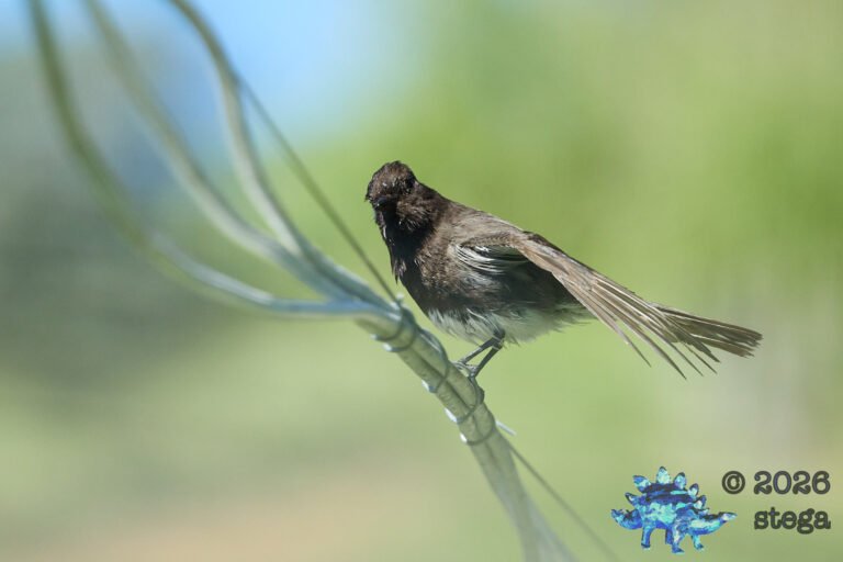 Black Phoebe