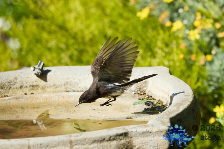 Black Phoebe