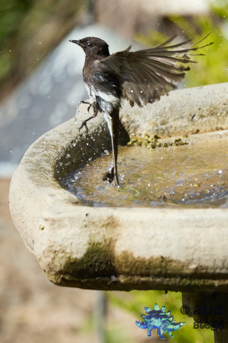 Black Phoebe