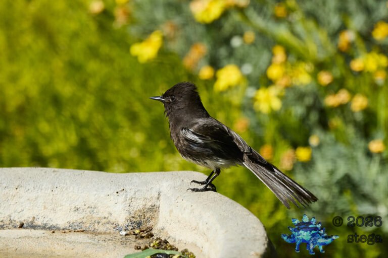 Black Phoebe