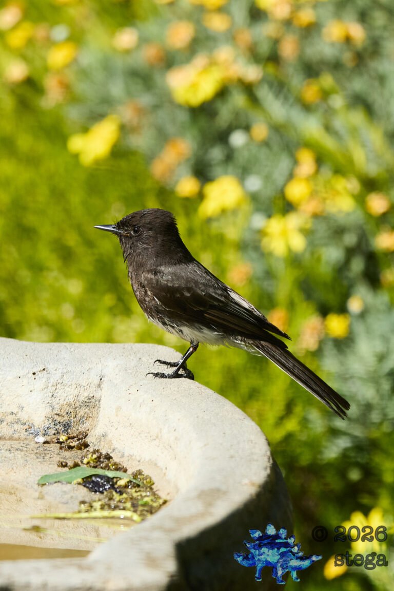 Black Phoebe