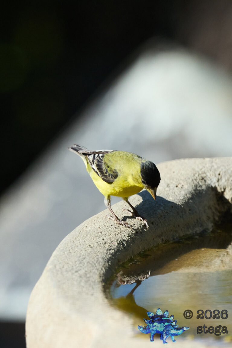 Lesser Goldfinch