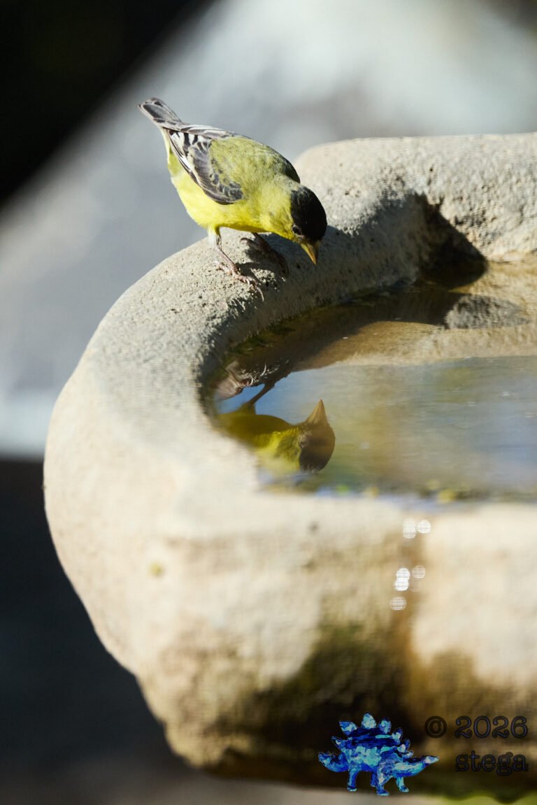 Lesser Goldfinch