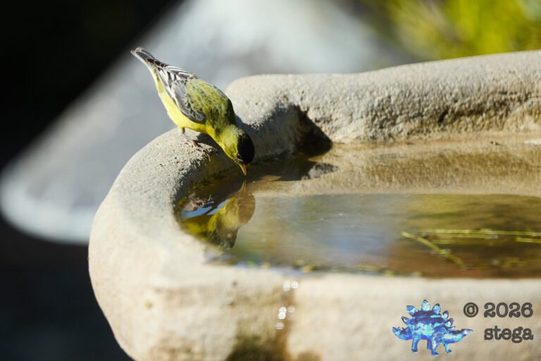 Lesser Goldfinch