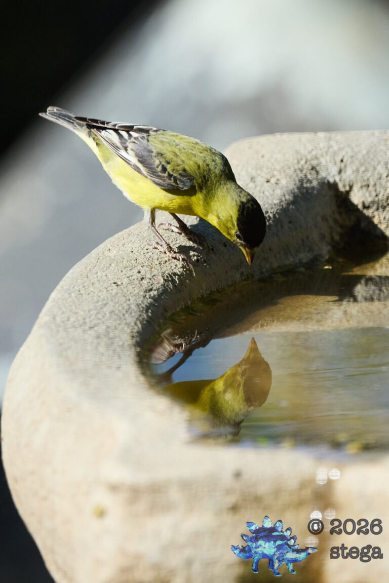 Lesser Goldfinch