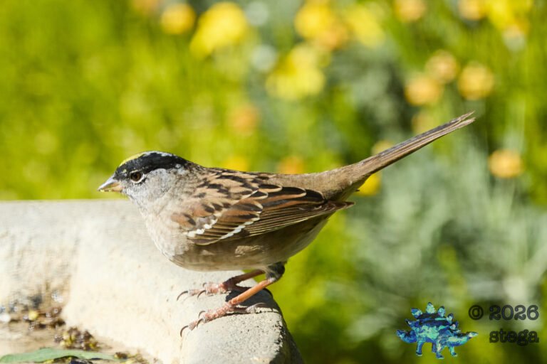 Gold-Crowned Sparrow