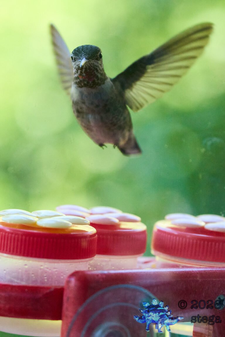 Anna’s Hummingbird