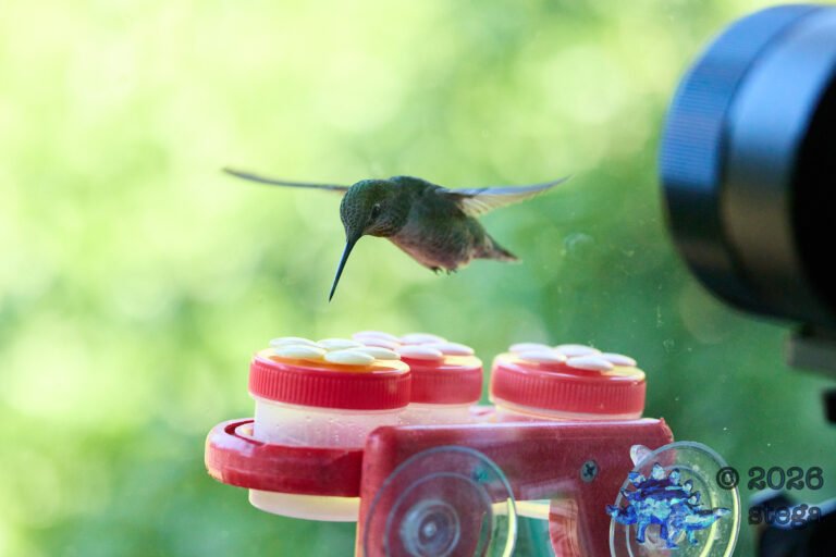 Anna’s Hummingbird