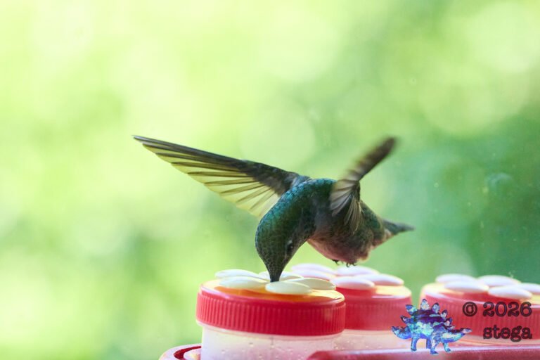 Anna’s Hummingbird