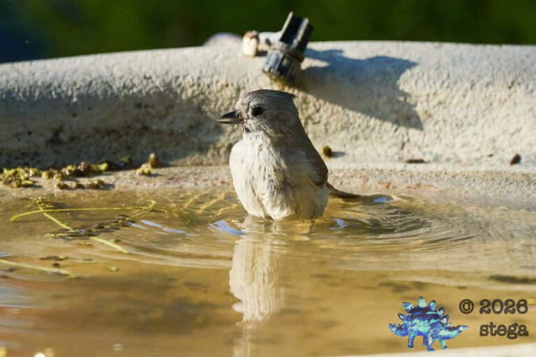 Oak Titmouse