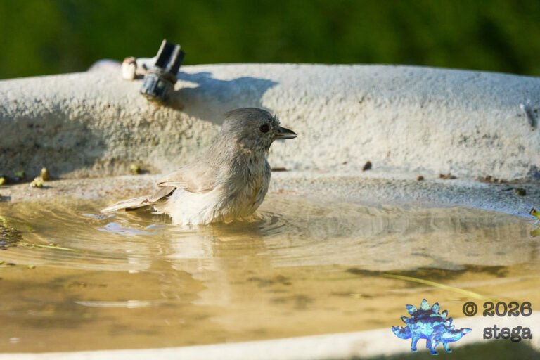 Oak Titmouse