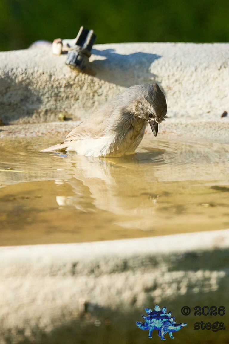 Oak Titmouse