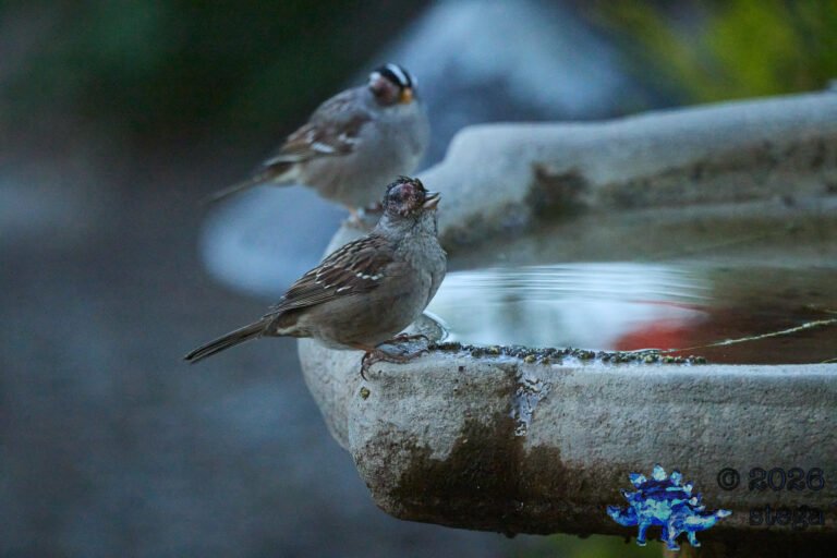 Gold-Crowned Sparrow, Injury