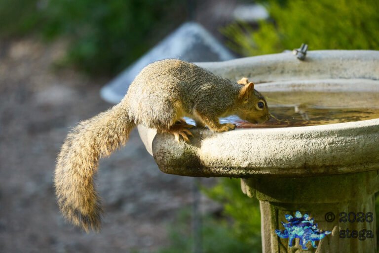 Fox Squirrel