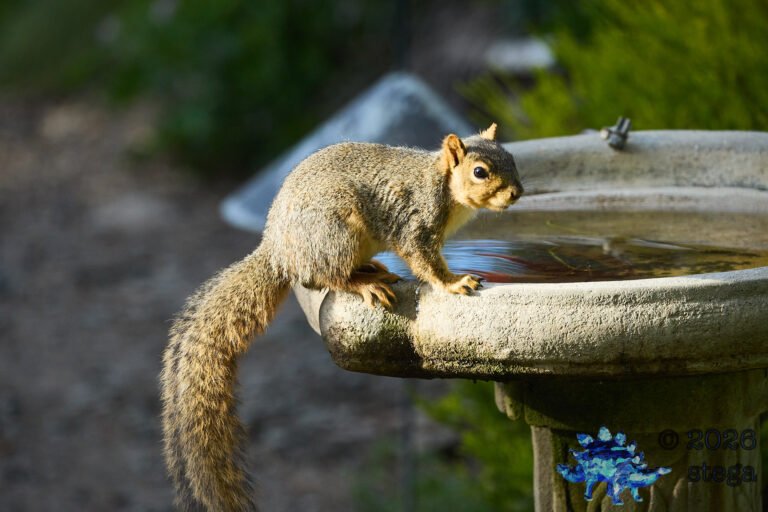 Fox Squirrel
