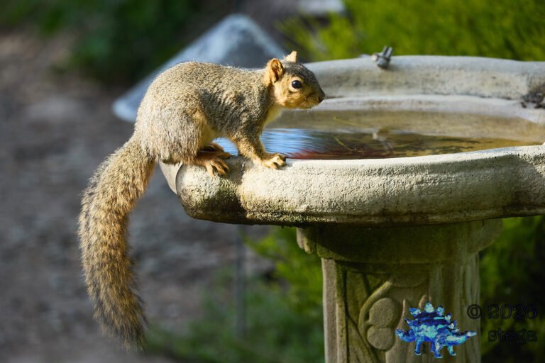 Fox Squirrel