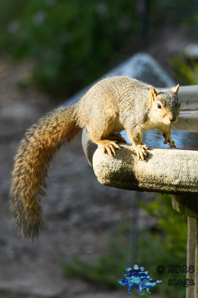 Fox Squirrel