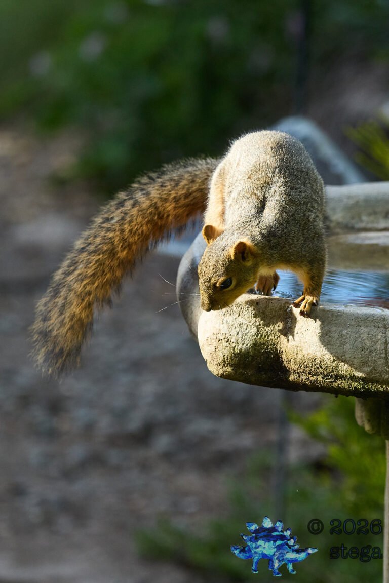 Fox Squirrel