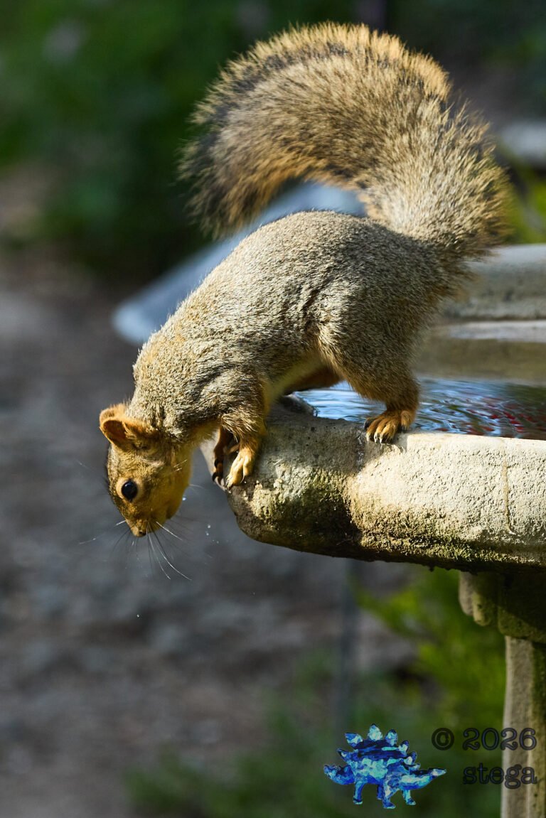 Fox Squirrel