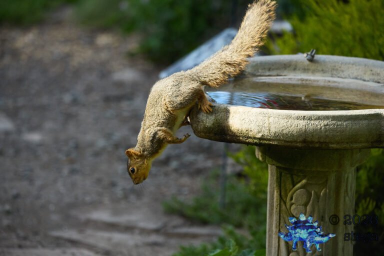 Fox Squirrel