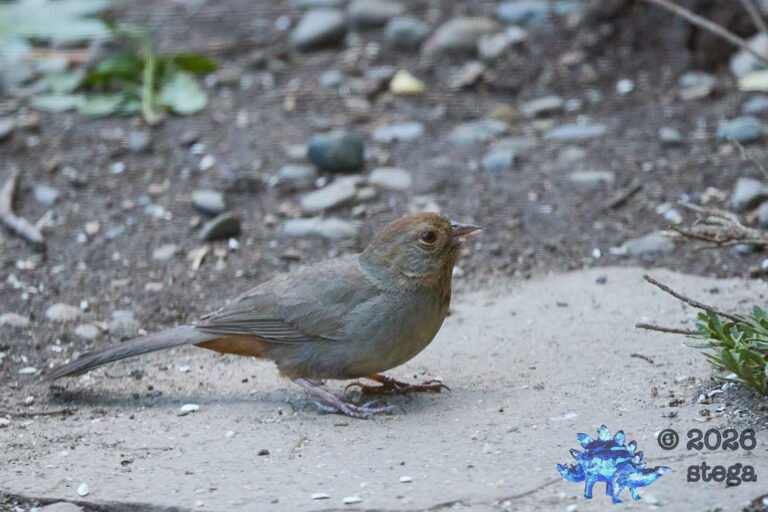California Towhee