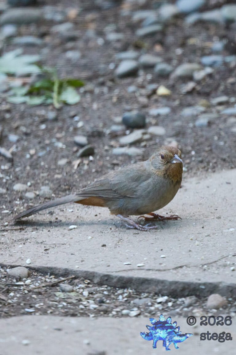 California Towhee