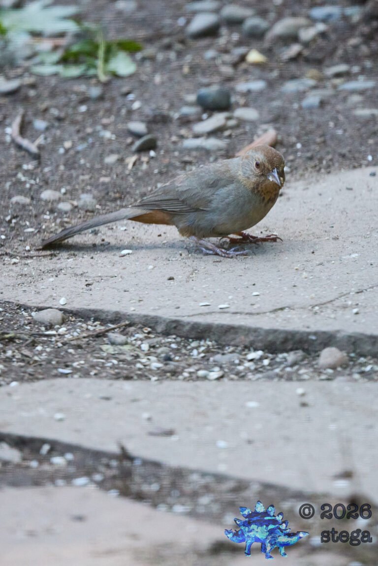 California Towhee