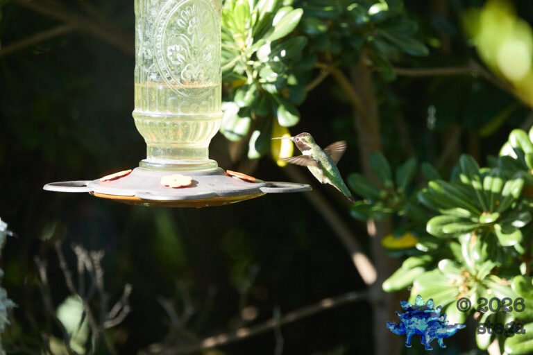 Anna’s Hummingbird
