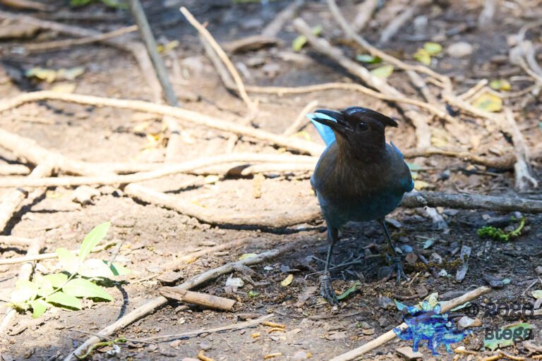 Steller’s Jay