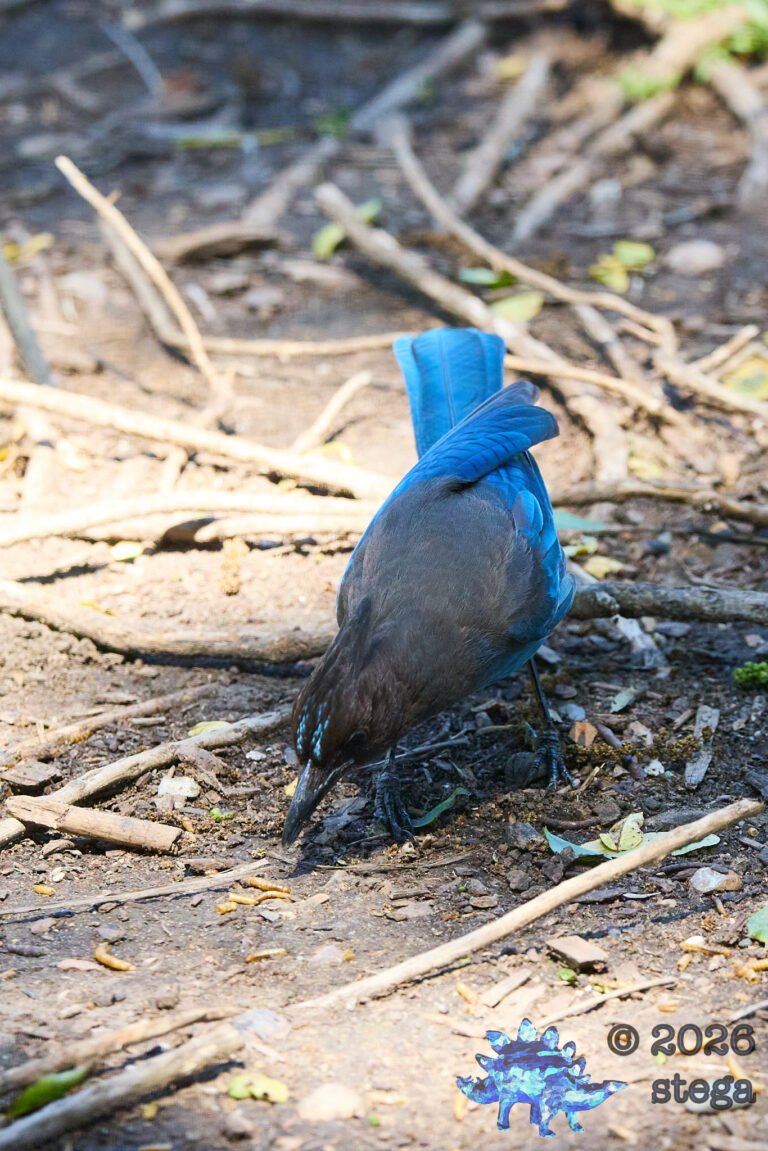 Steller’s Jay