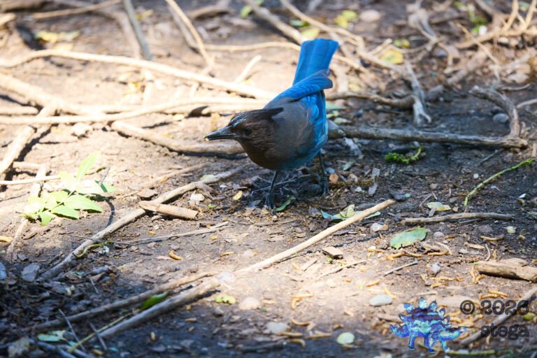 Steller’s Jay