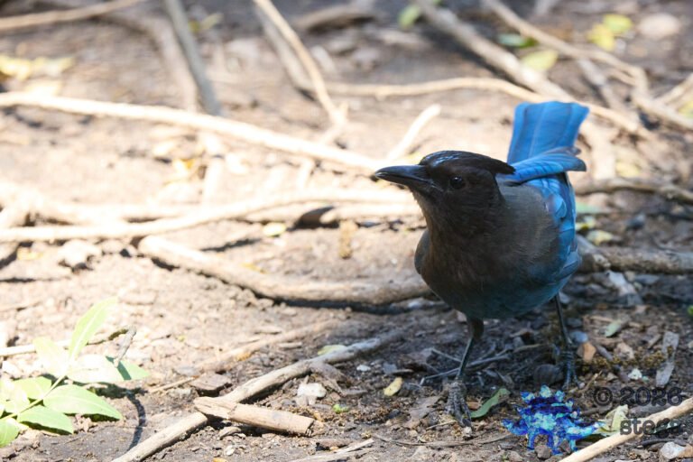 Steller’s Jay