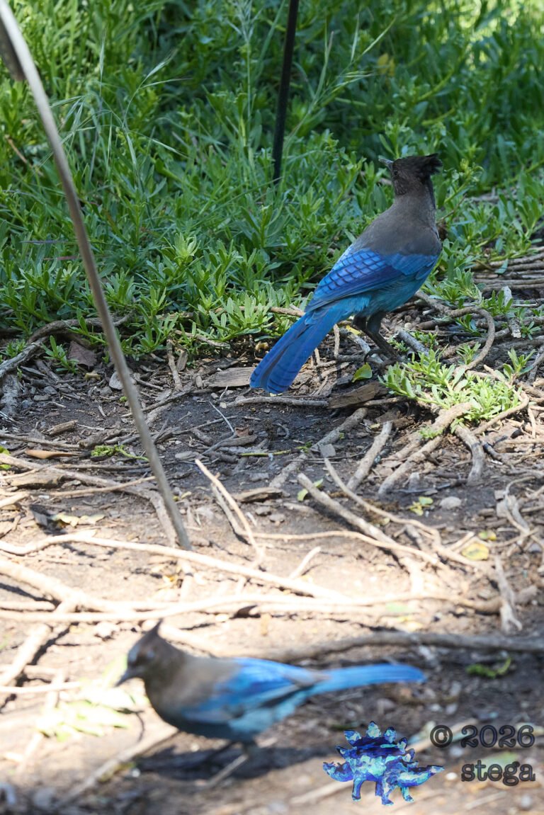 Steller’s Jay