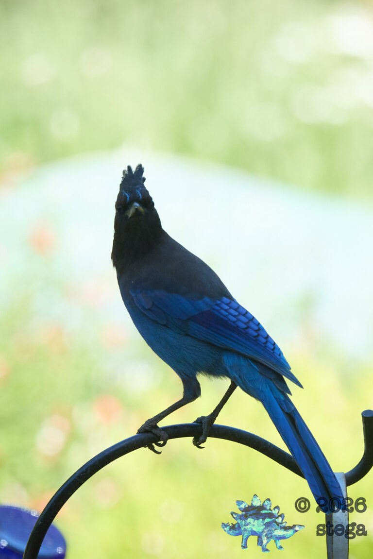 Steller’s Jay