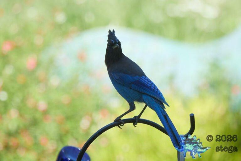 Steller’s Jay