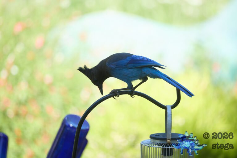 Steller’s Jay