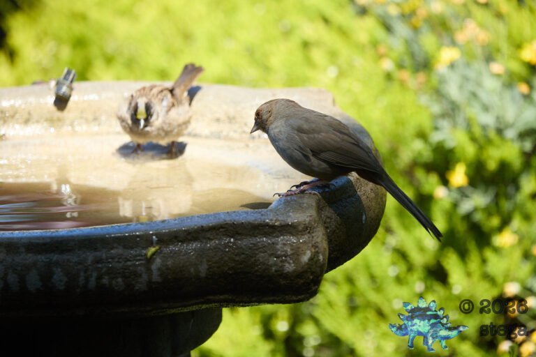 California Towhee