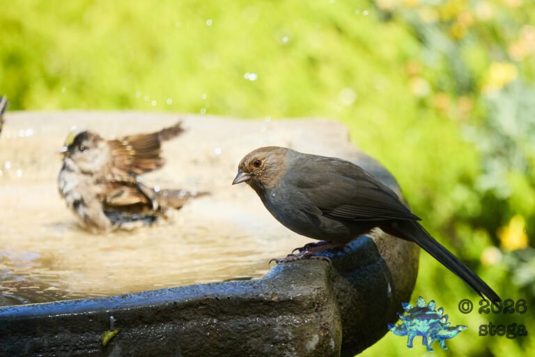 California Towhee