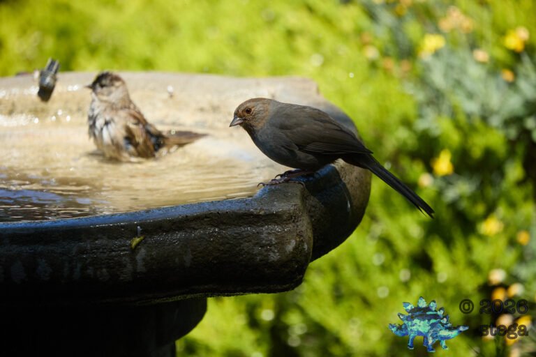 California Towhee