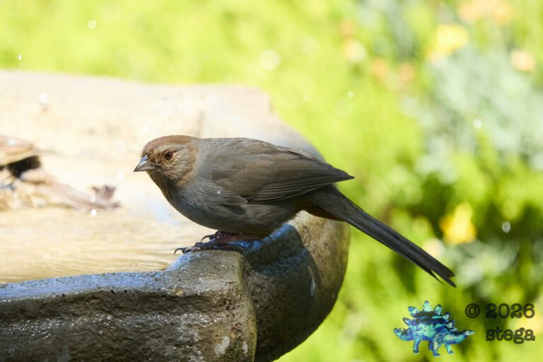 California Towhee